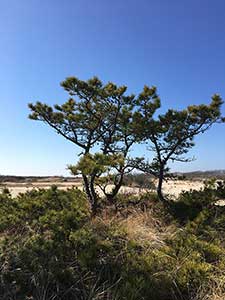Ocean Bay Park